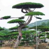 大型造型景觀松樹(shù)批發(fā)價(jià)格-苗木基地-品種齊全