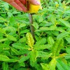奶白茶茶苗 奶白茶苗 奶白茶樹苗 廠家直銷 茶苗批發(fā)