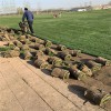 固土護坡 馬尼拉草皮顏色鮮綠 馬尼拉批發廠家