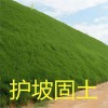 安徽草坪百慕大 自產自銷 草坪種植銷售基地 綠化工程