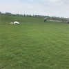 大量供應 沙培百慕大 草坪草皮 基地直銷 沙培百慕大報價