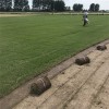 馬尼拉草皮 矮生百慕大草坪 批發價格 歡迎咨詢