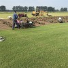 草坪批發基地 百慕大草坪 馬尼拉綠化草坪 施工養護
