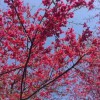牡丹櫻花地栽苗 進口櫻花 臺灣牡丹櫻大樹價格