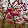耐熱櫻花 中國紅櫻花地苗 牡丹櫻各種規格 天佑家庭苗木