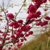 牡丹櫻花 櫻花種植 牡丹櫻質優價廉 天佑家庭苗木